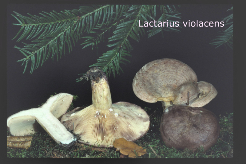 Lactarius violascens-amf1136.jpg - Lactarius violascens ; Syn: Lactarius uvidus var.violascens ; Nom français: Lactaire violascent